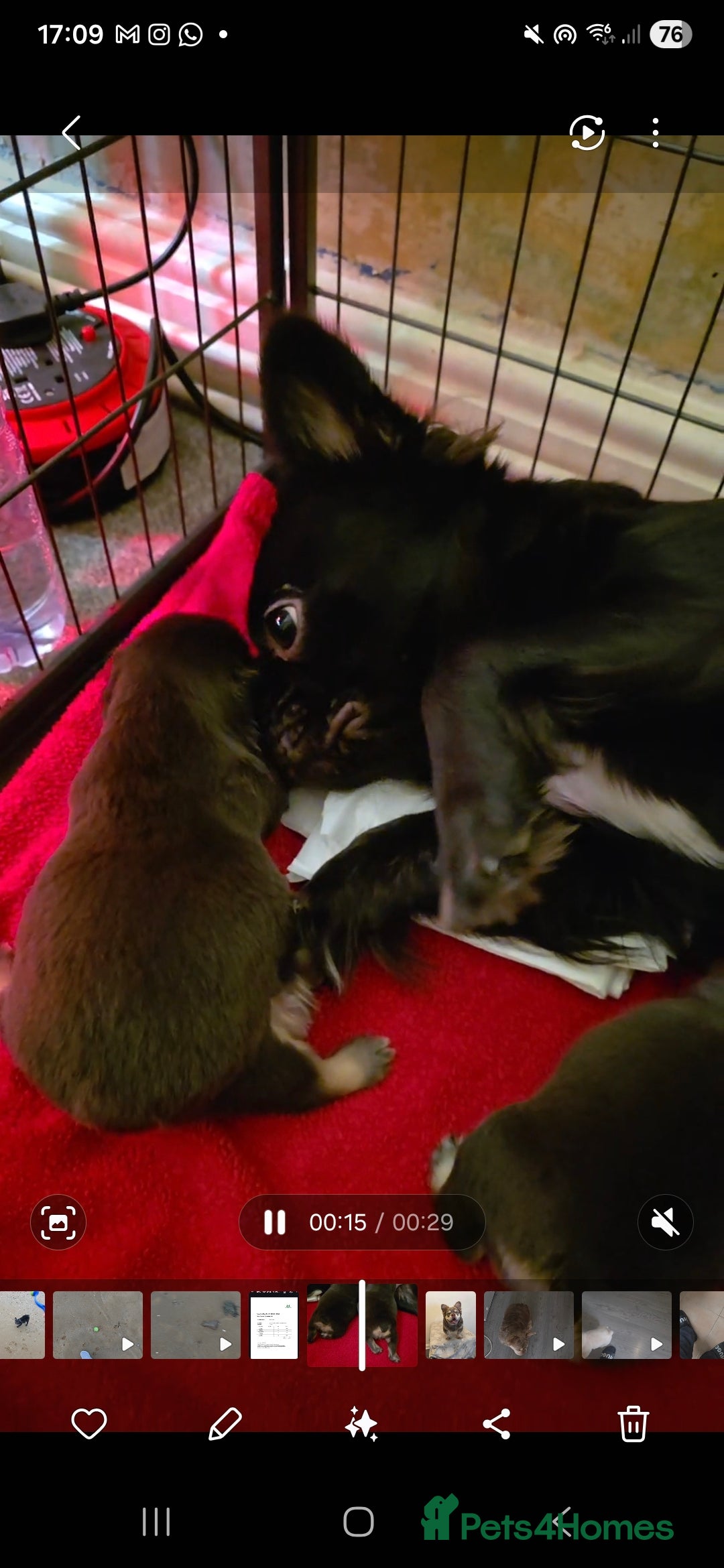 French Bulldog dogs for sale: HIGH QUALITY FLUFFY FRENCHIES  - Advert 8