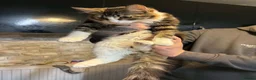 Maine Coon cats for sale: Male 6 month old kitten - Advert 2