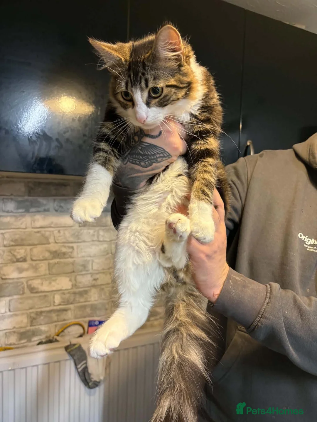 Maine Coon cats for sale: Male 6 month old kitten - Advert 2