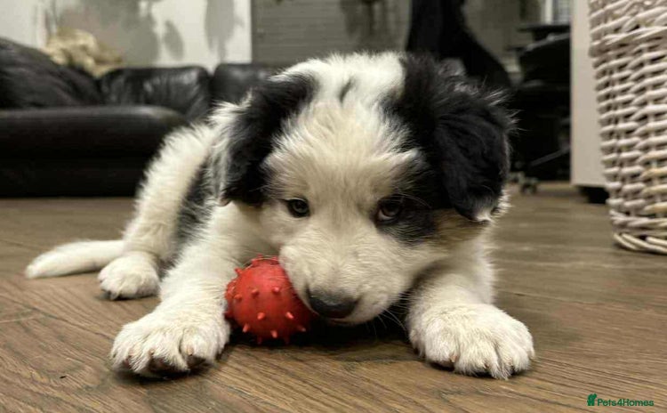Border Collie dogs - Advert 1