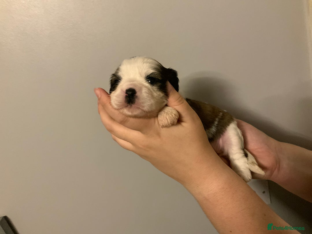 Cava Tzu dogs for sale: Gorgeous F1 Cava Ztu puppies - Image 11