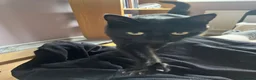 Mixed Breed cats for sale: 4 adult cats for sale/adoption - 2 boys, 2 girls  in Glossop - Advert 19