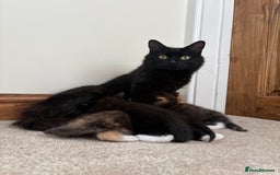 Mixed Breed cats for sale: 1 male mixed breed kitten - Image 2