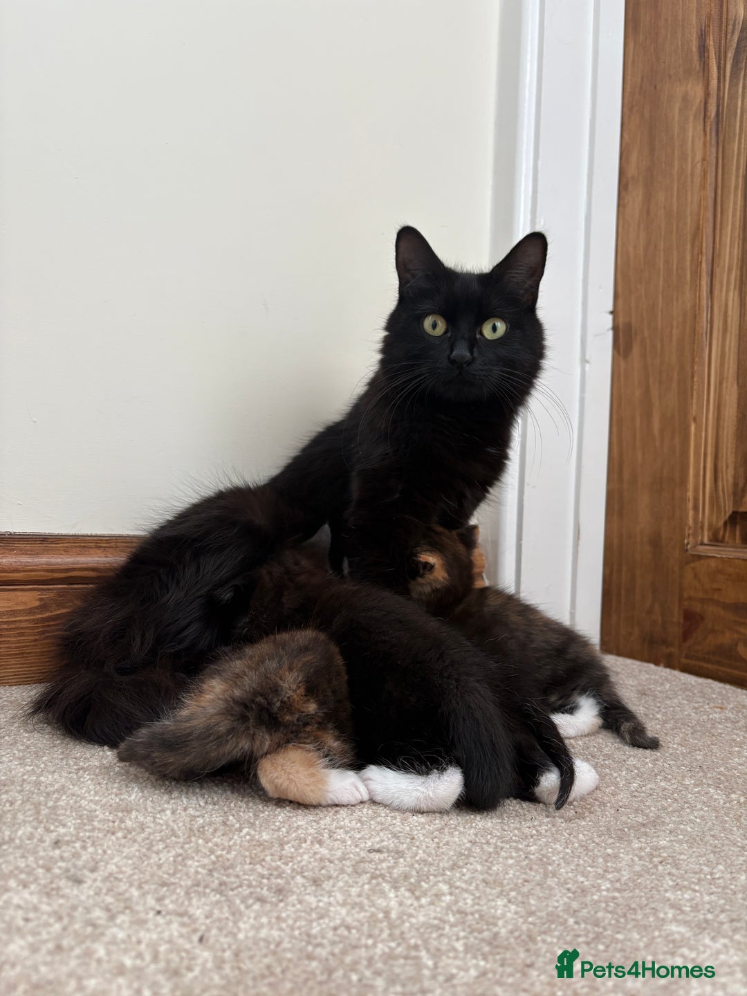 Mixed Breed cats for sale: 1 male mixed breed kitten - Image 2