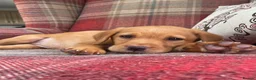 Labrador Retriever dogs for sale: 3 dogs available. KC Reg. Health Tested Parents.  - Advert 8