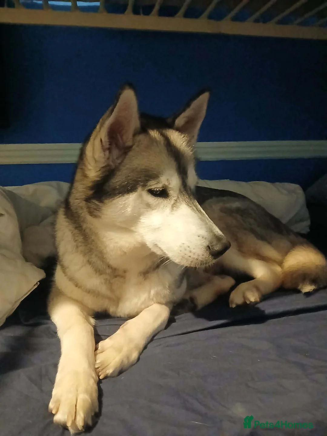 Mixed Breed dogs for sale: Husky X whippet pups for sale  in Ferndown - Advert 8