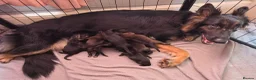 German Shepherd dogs for sale: Stunning German shepherd puppies outstanding litte - Advert 1