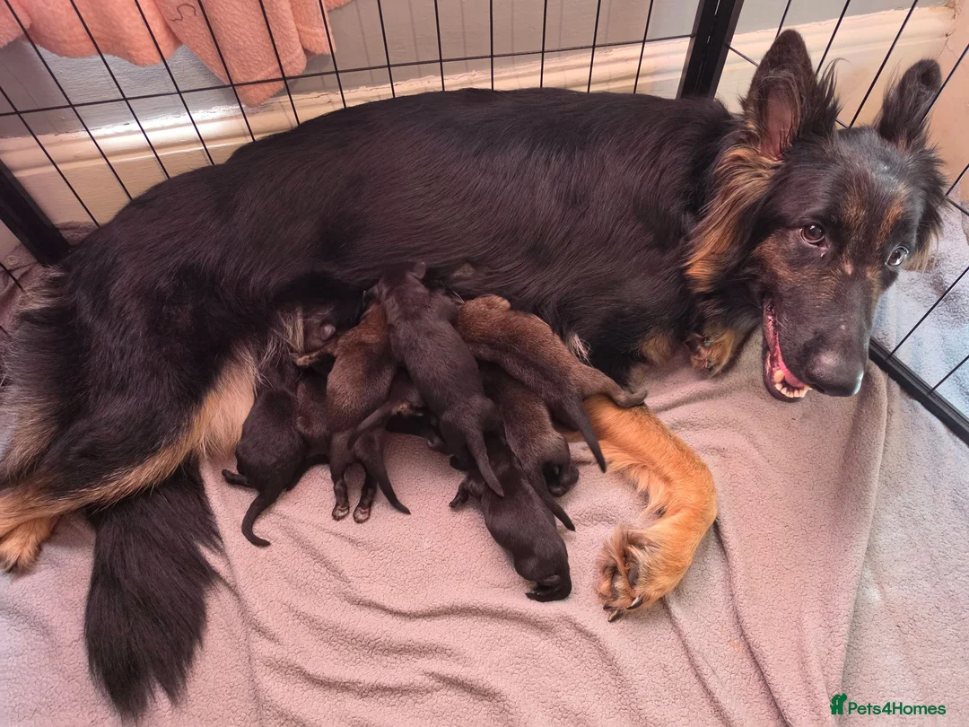 German Shepherd dogs for sale: Stunning German shepherd puppies outstanding litte - Advert 1
