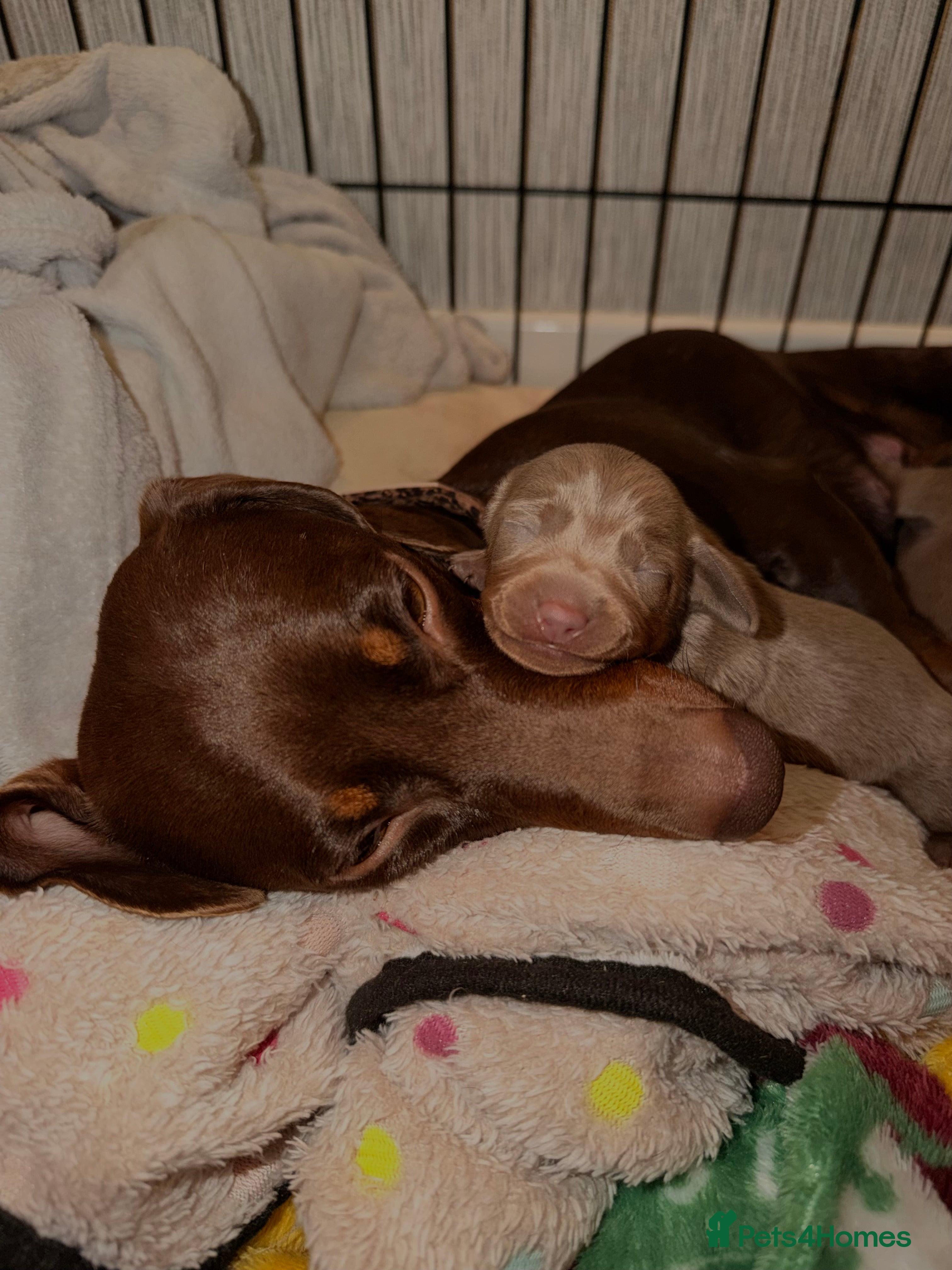 Miniature Dachshund dogs Miniature Dachshunds for Sale - Advert 1