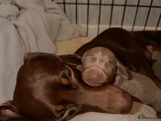 Miniature Dachshund dogs Miniature Dachshunds for Sale - Advert 2