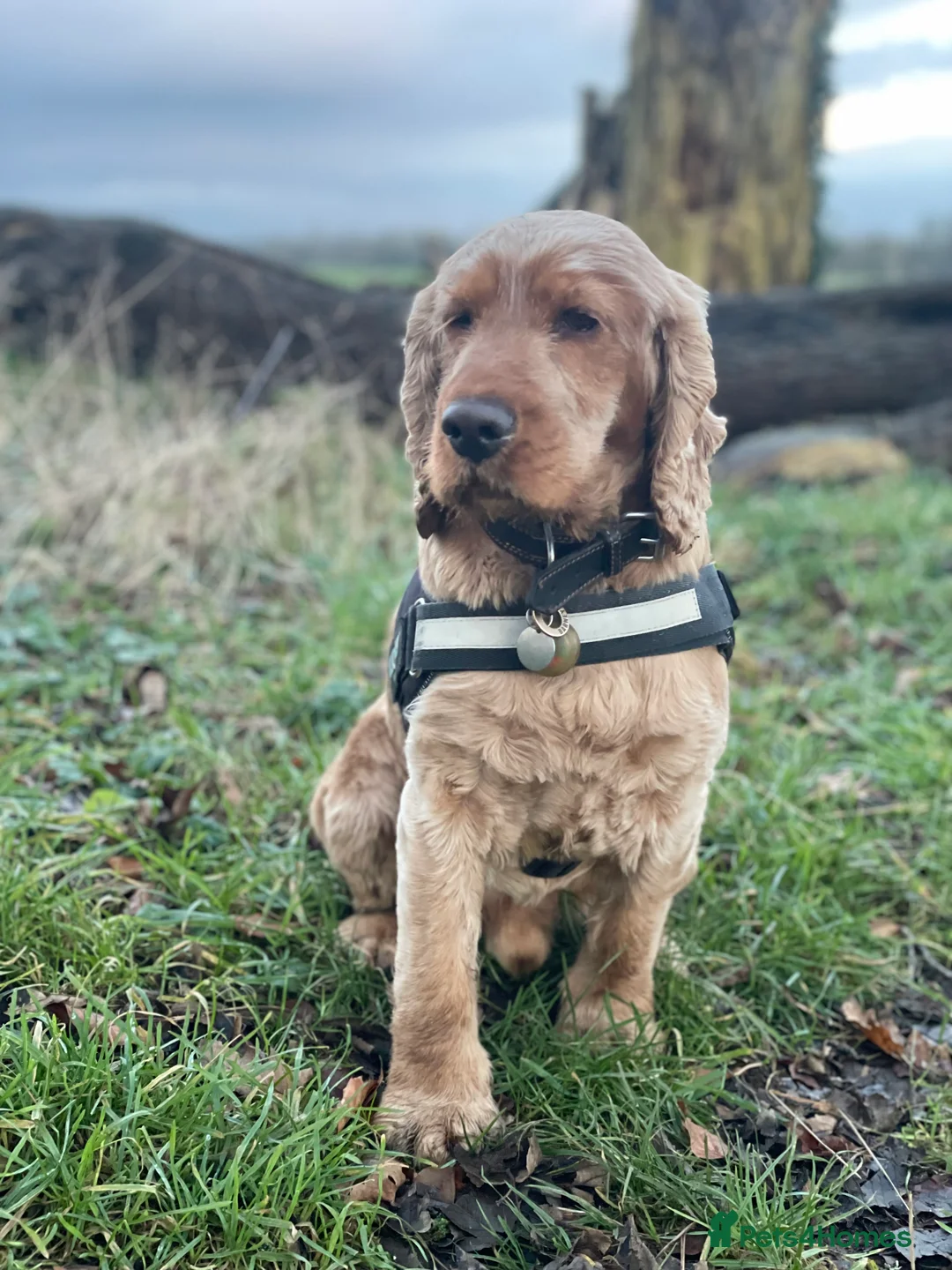 Cocker Spaniel dogs for stud: Show cocker Stud only in Lincoln - Advert 5