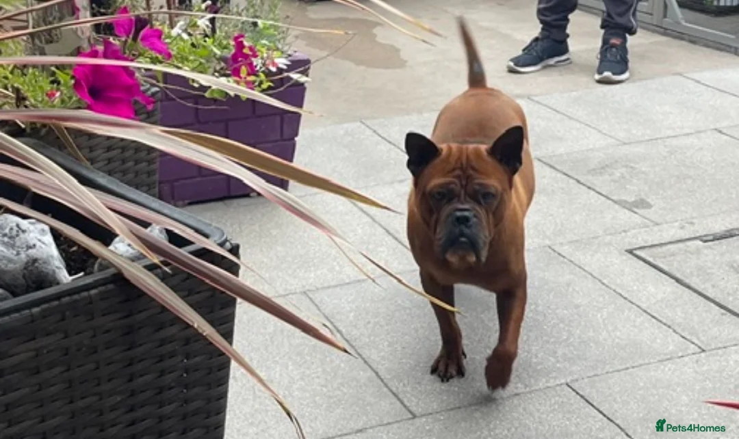 Chinese Red Dog dogs for sale: Pedigree Chongqing bitches - Advert 2