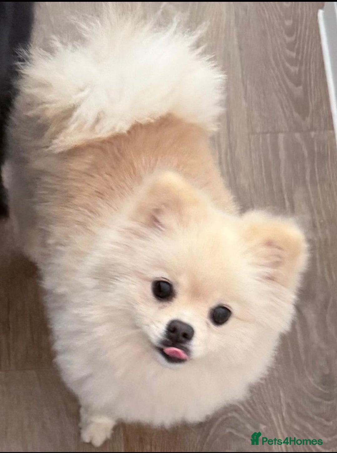 Pomeranian dogs for sale: Beautiful White Pomeranian  - Advert 3