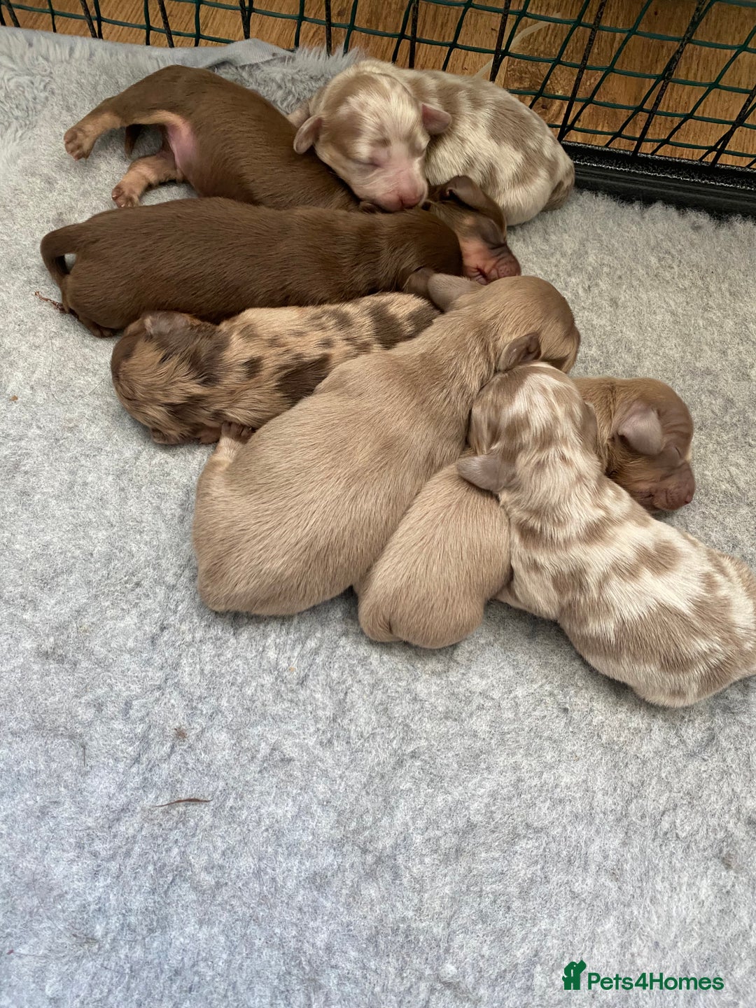 Miniature Dachshund dogs for sale: Isabella and tan long haired miniature dachshund  - Advert 2