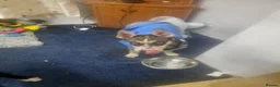 Mixed Breed dogs for sale: Female pup  - Advert 1