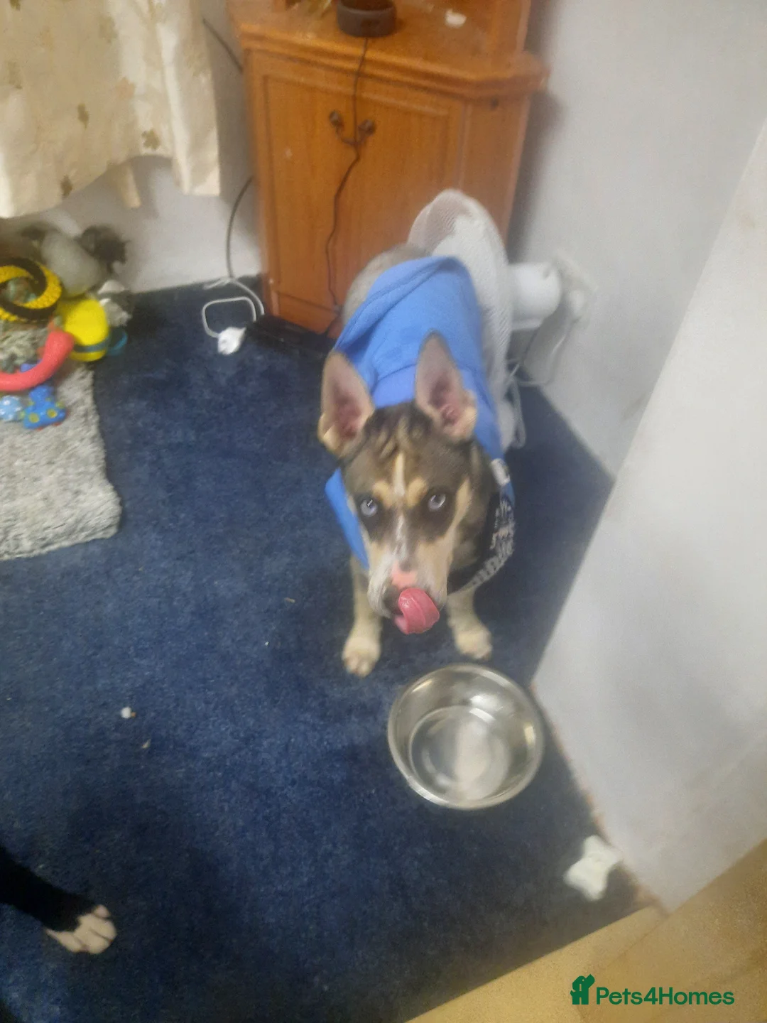 Mixed Breed dogs for sale: Female pup  - Advert 1