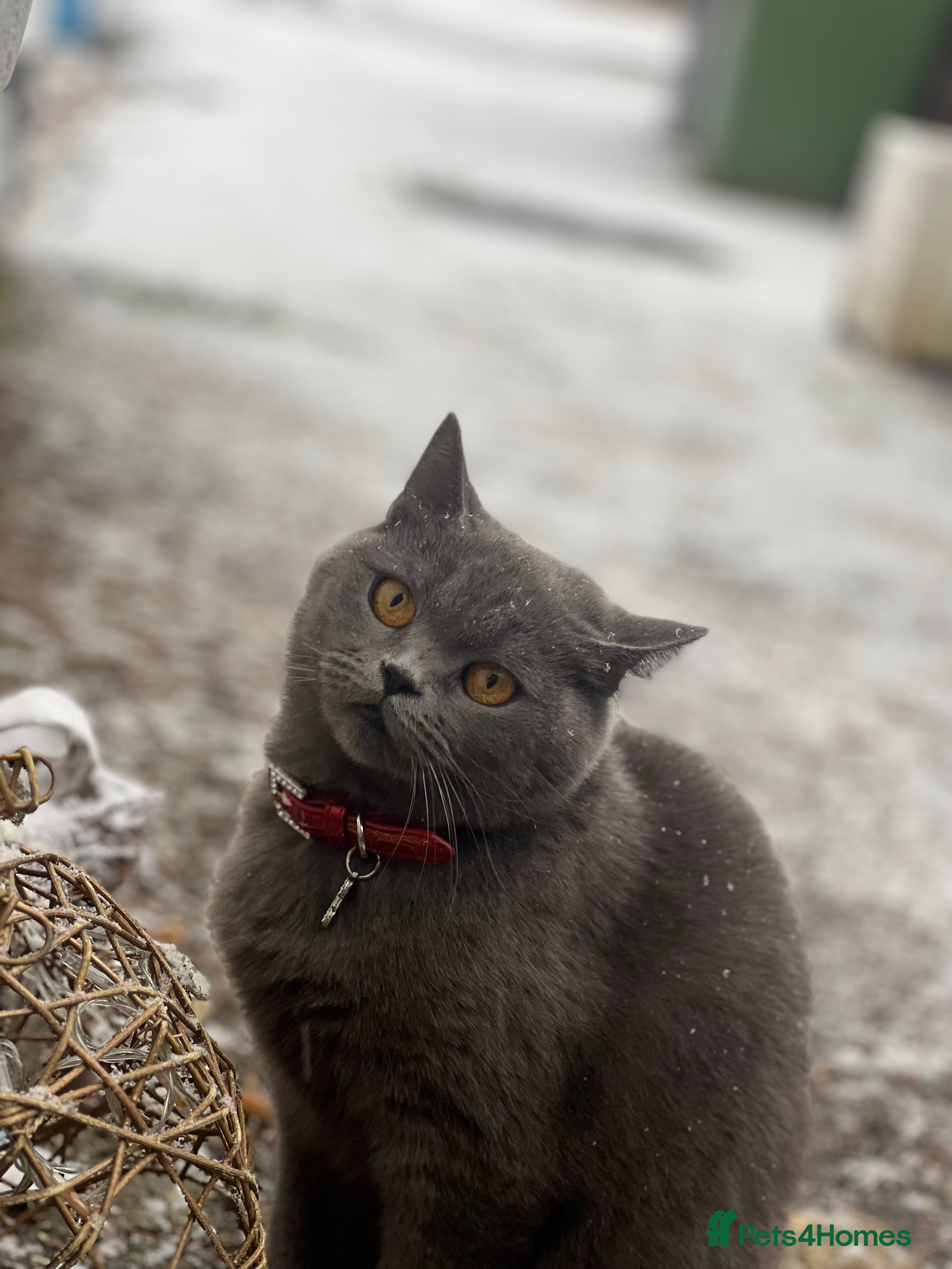 British Shorthair cats Lovely Female British shorthair - Advert 1