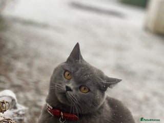 British Shorthair cats Lovely Female British shorthair - Advert 1