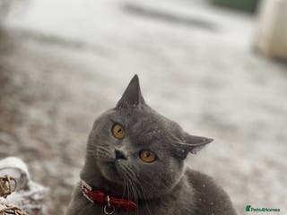 British Shorthair cats Lovely Female British shorthair - Advert 16