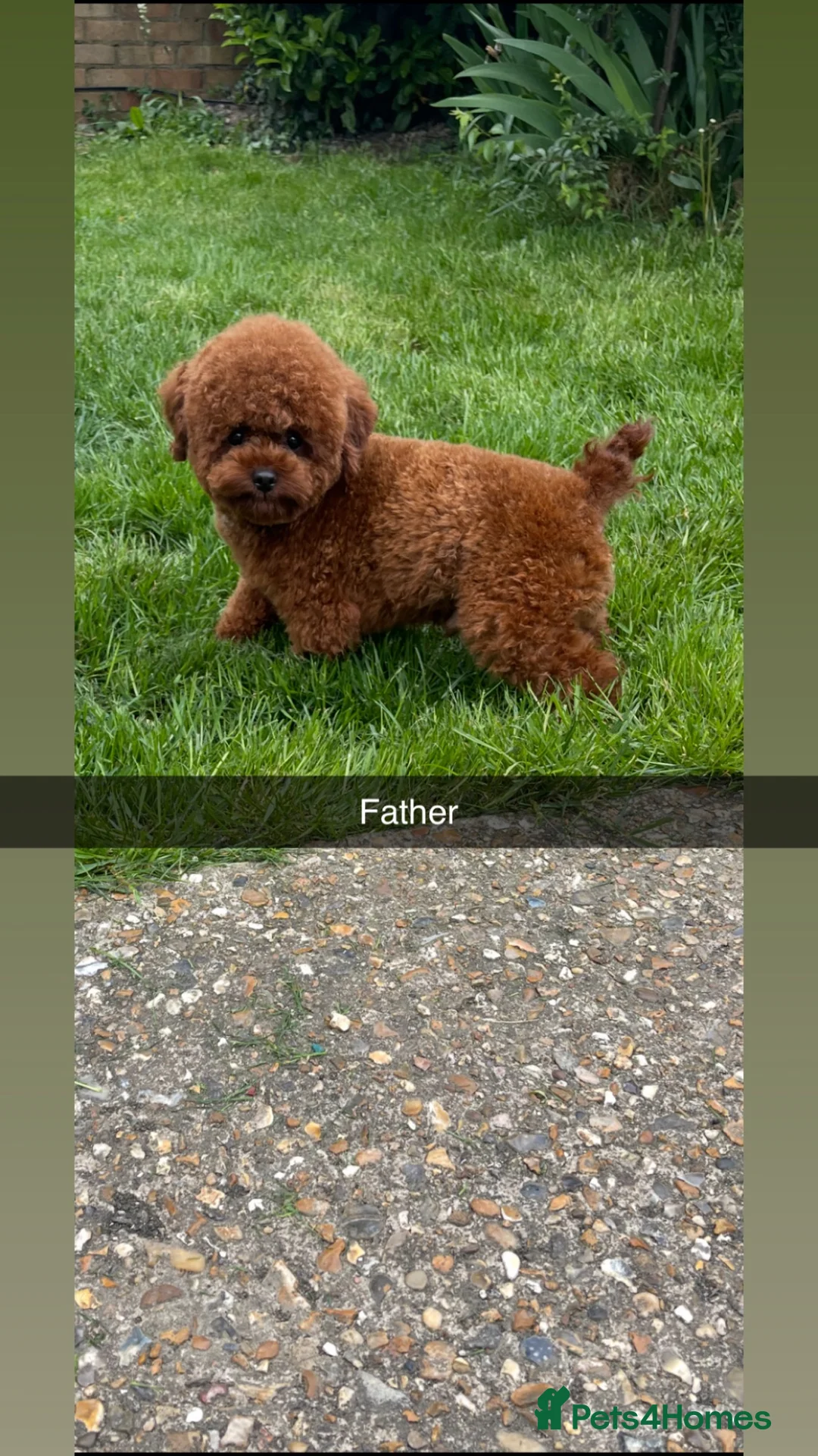 Toy Poodle dogs for sale: ASIAN toy poodle puppies  - Advert 2