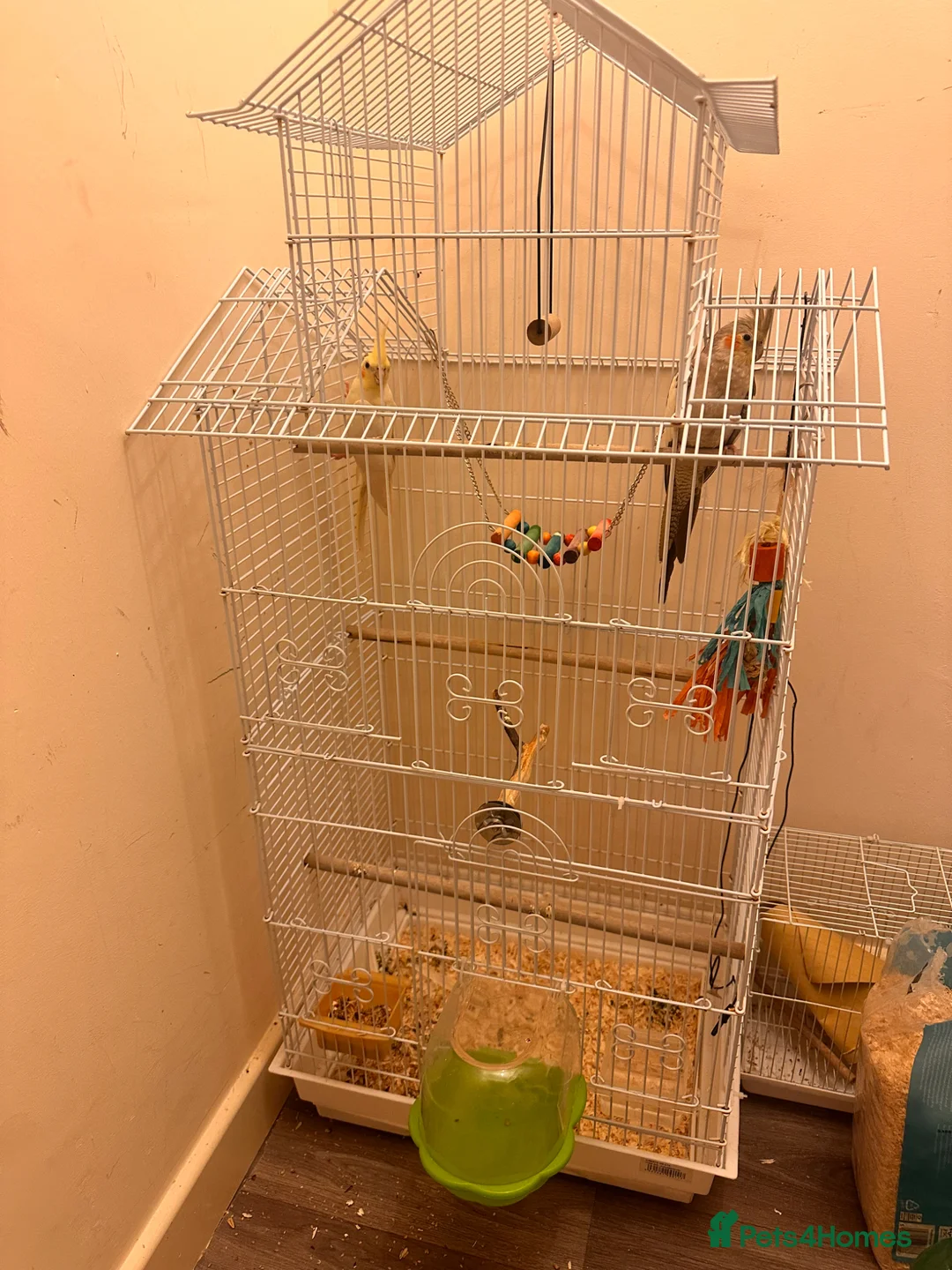 Cockatiels birds for sale: Cocktails  in Mansfield - Advert 6