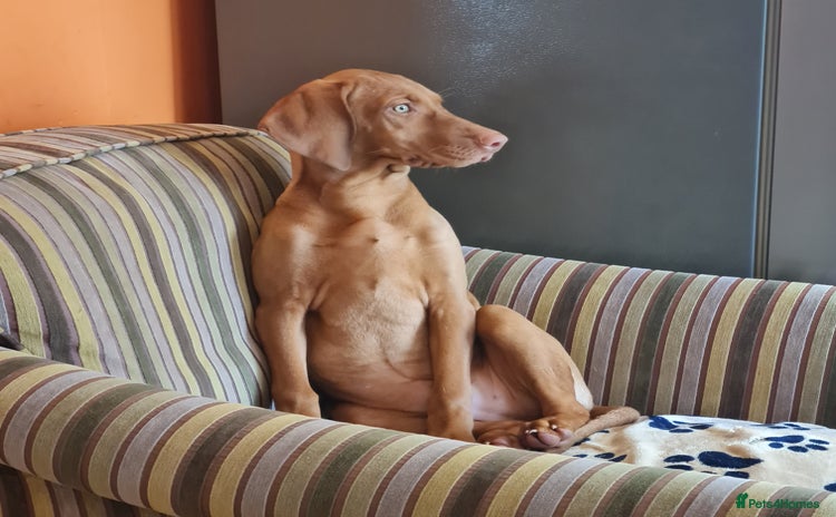 Hungarian Vizsla dogs - Advert 1