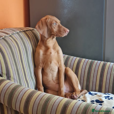Hungarian Vizsla dogs - Advert 1