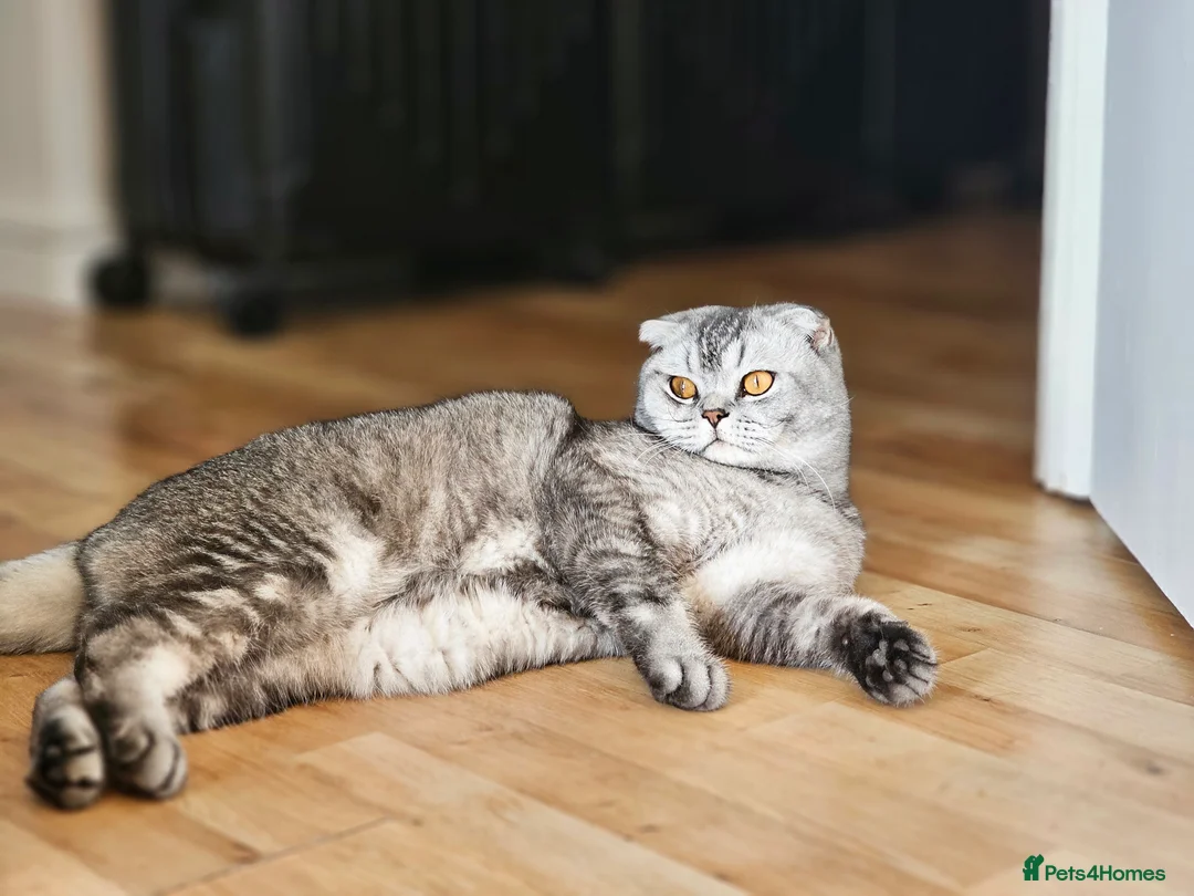Scottish Fold cats for sale: Beautiful Scottish Fold Boy for Rehoming in Dagenham - Advert 3