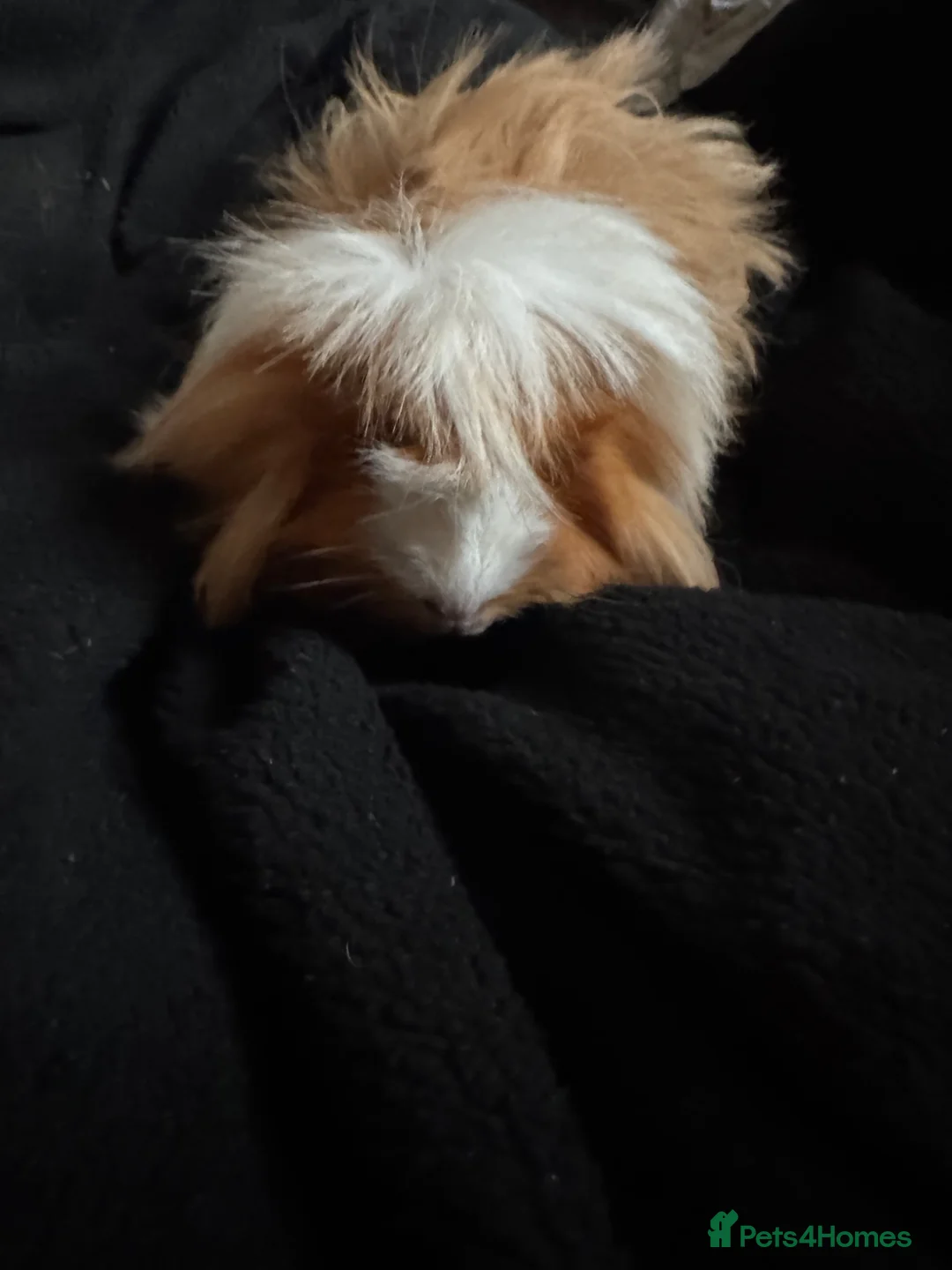 Guinea Pig rodents for sale: 2 females and 4 males for sale  - Advert 2