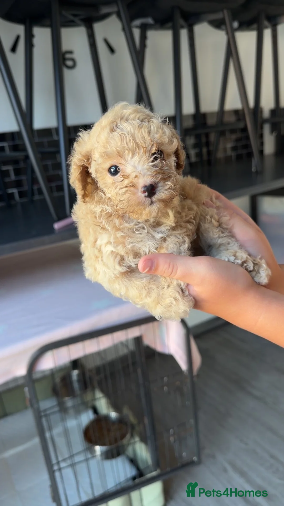 Toy Poodle dogs for sale: 1 cream male boy  - Advert 2