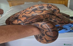 Snake reptiles for sale: Female Rainbow boa - Image 3