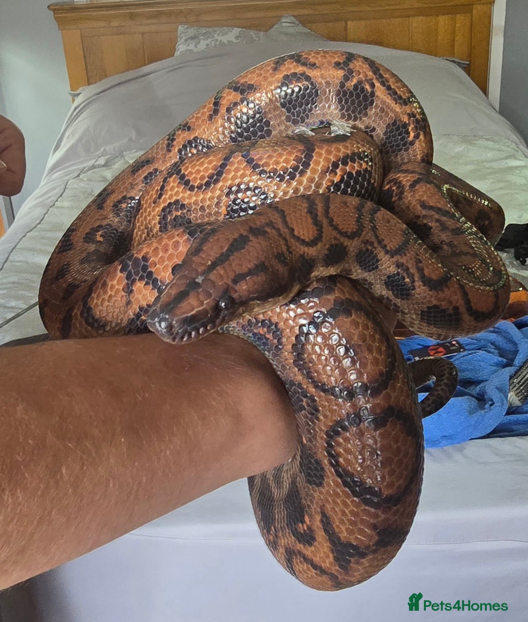 Snake reptiles for sale: Female Rainbow boa - Image 3