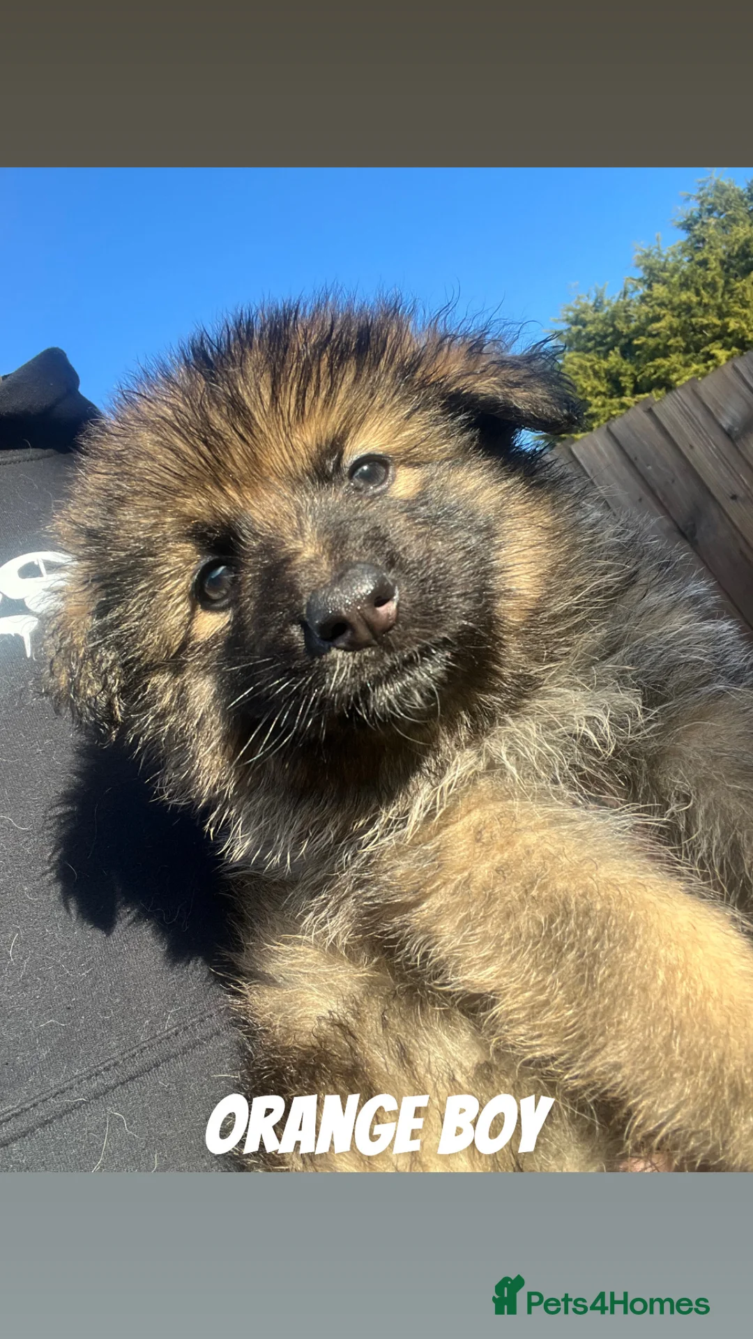 German Shepherd dogs for sale: Beautiful KC Reg Straight Back German Shepherds🐾 - Advert 24