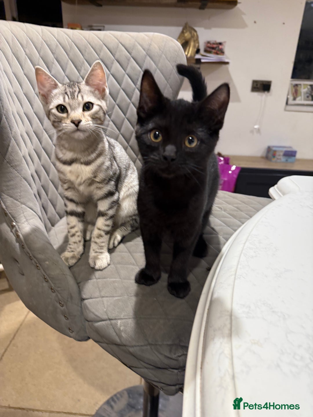 Bengal cats for sale: Stunning Bengal Kittens - Image 2