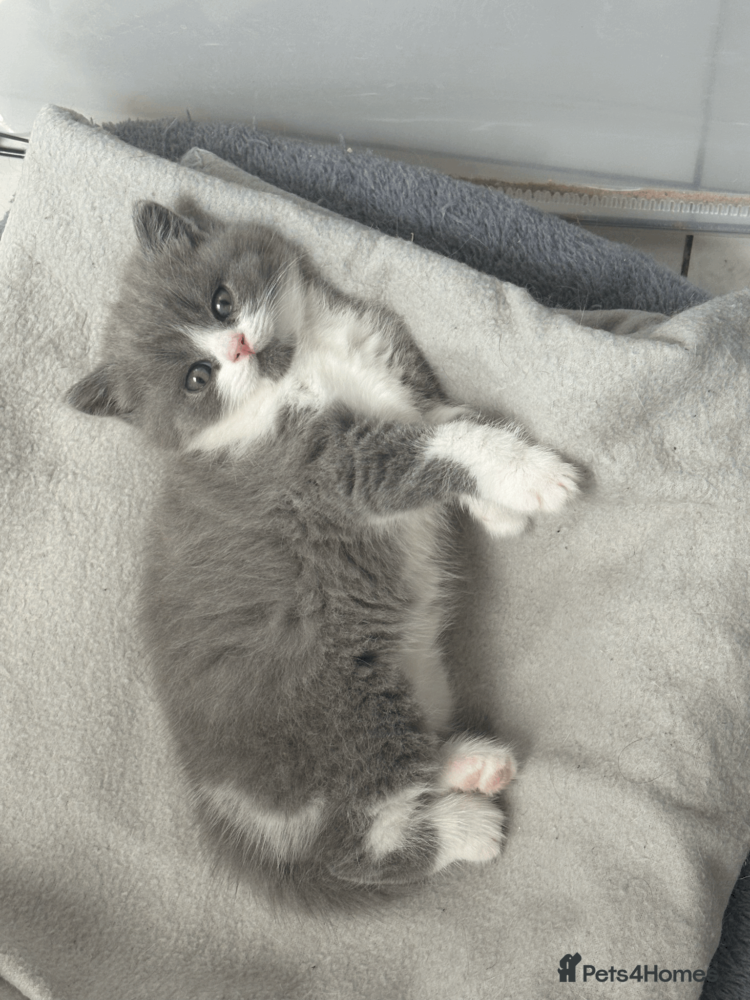 British Shorthair cats for sale: ❤️Beautiful British Shorthair❤️ - Advert 3
