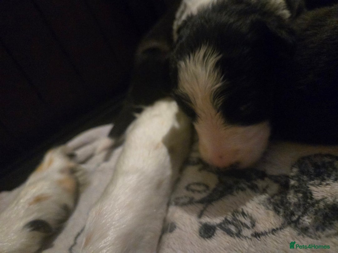 Border Collie dogs for sale: bored collie puppies  - Image 9