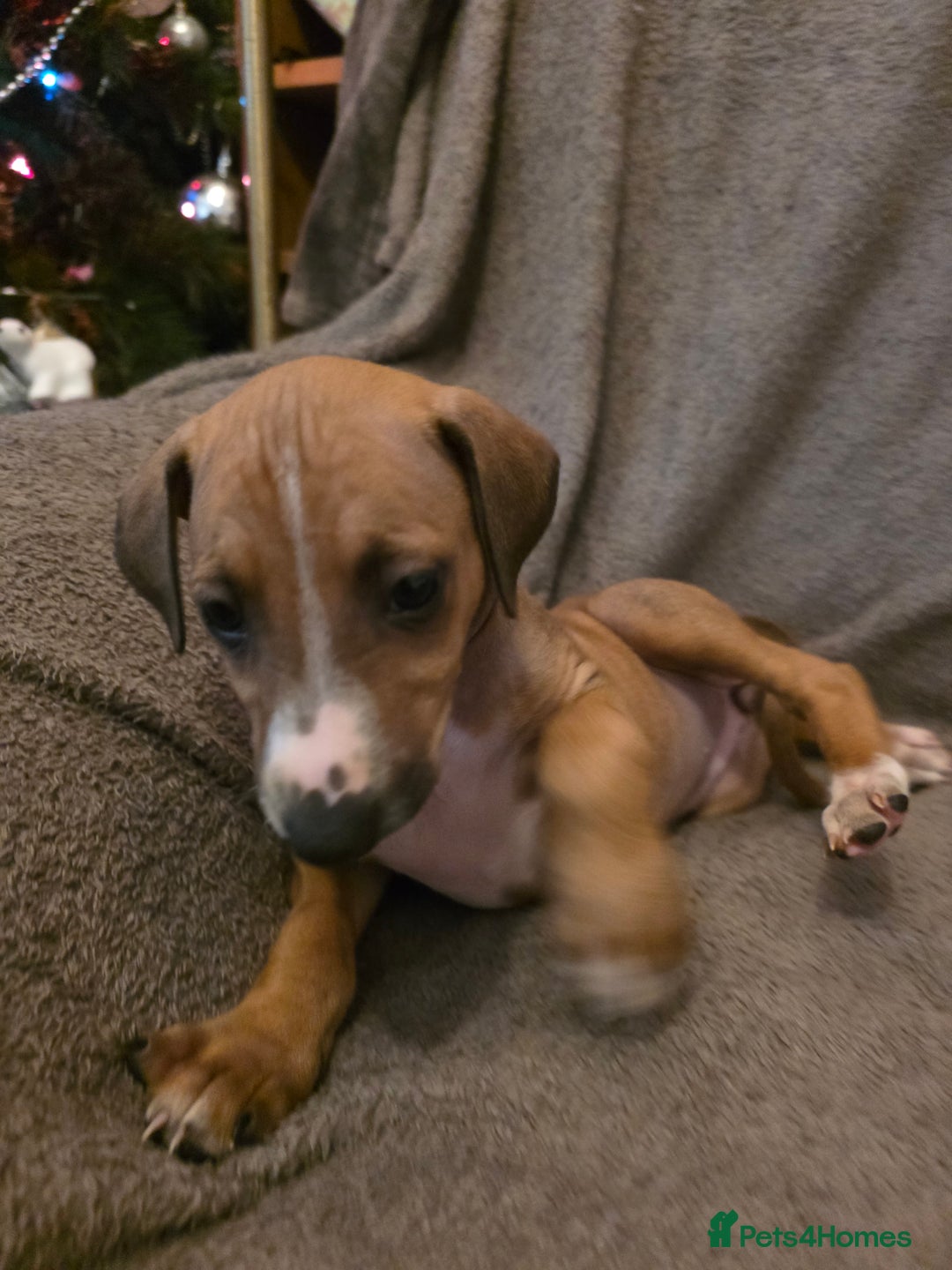 Mixed Breed dogs for sale: Italian Greyhound x Bull Greyhound Puppies - Advert 14