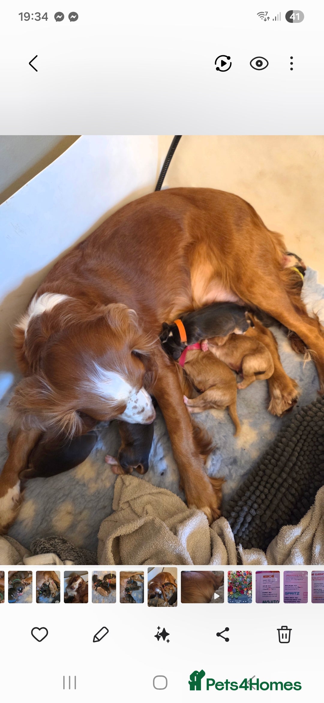 Sprocker dogs for sale: Beautiful litter of Sprockers - Advert 2