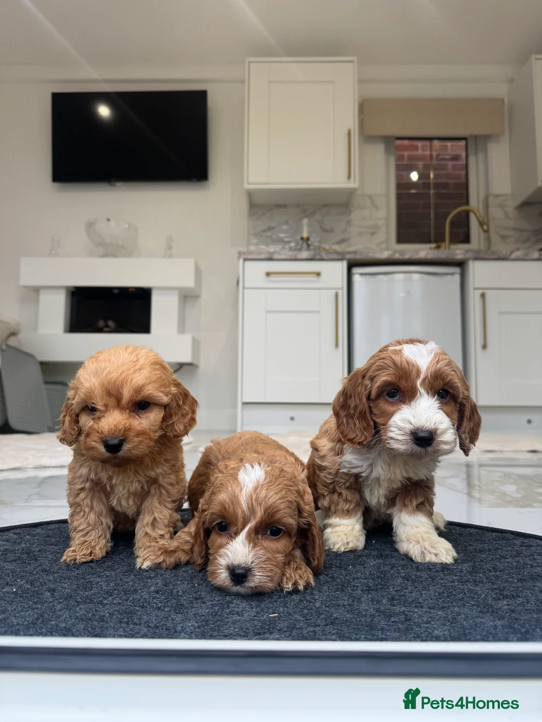 Cockapoo dogs for sale: F1 pra clear Cockapoos (council licensed breeder) - Advert 13