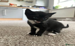 American Shorthair cats for sale: 1 little bean left from a litter of 5 - Image 9