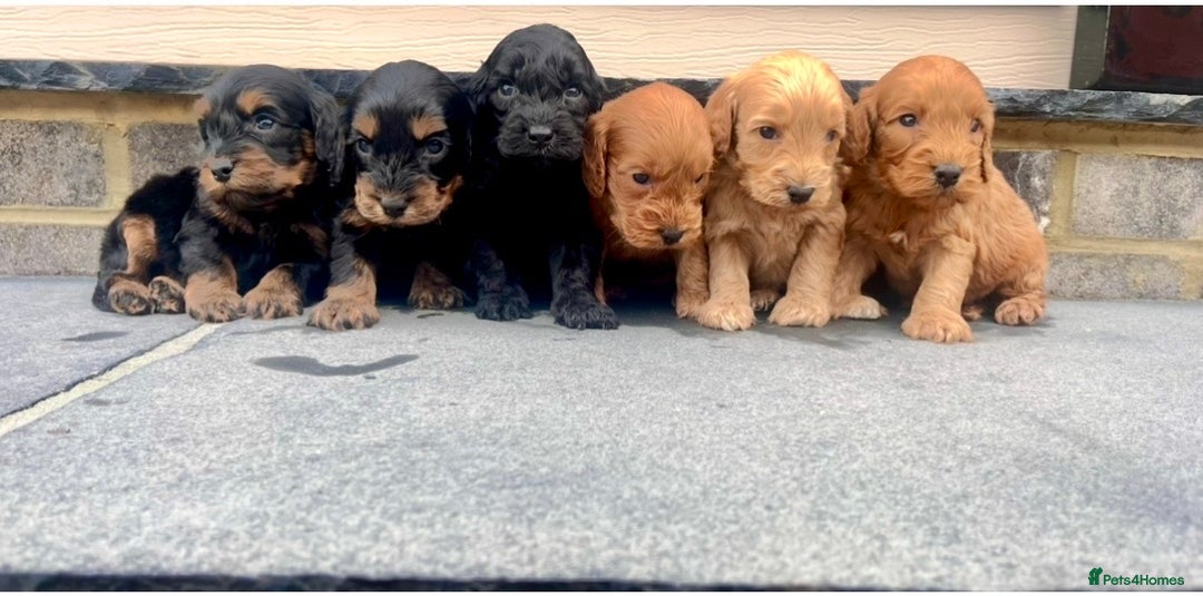 Cockapoo dogs for sale: ADORABLE COCKAPOO PUPPYS BOTH KC PARENTS ARE HERE  - Image 4