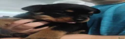 Rottweiler dogs for sale: Pure breed rottweilers  - Advert 13