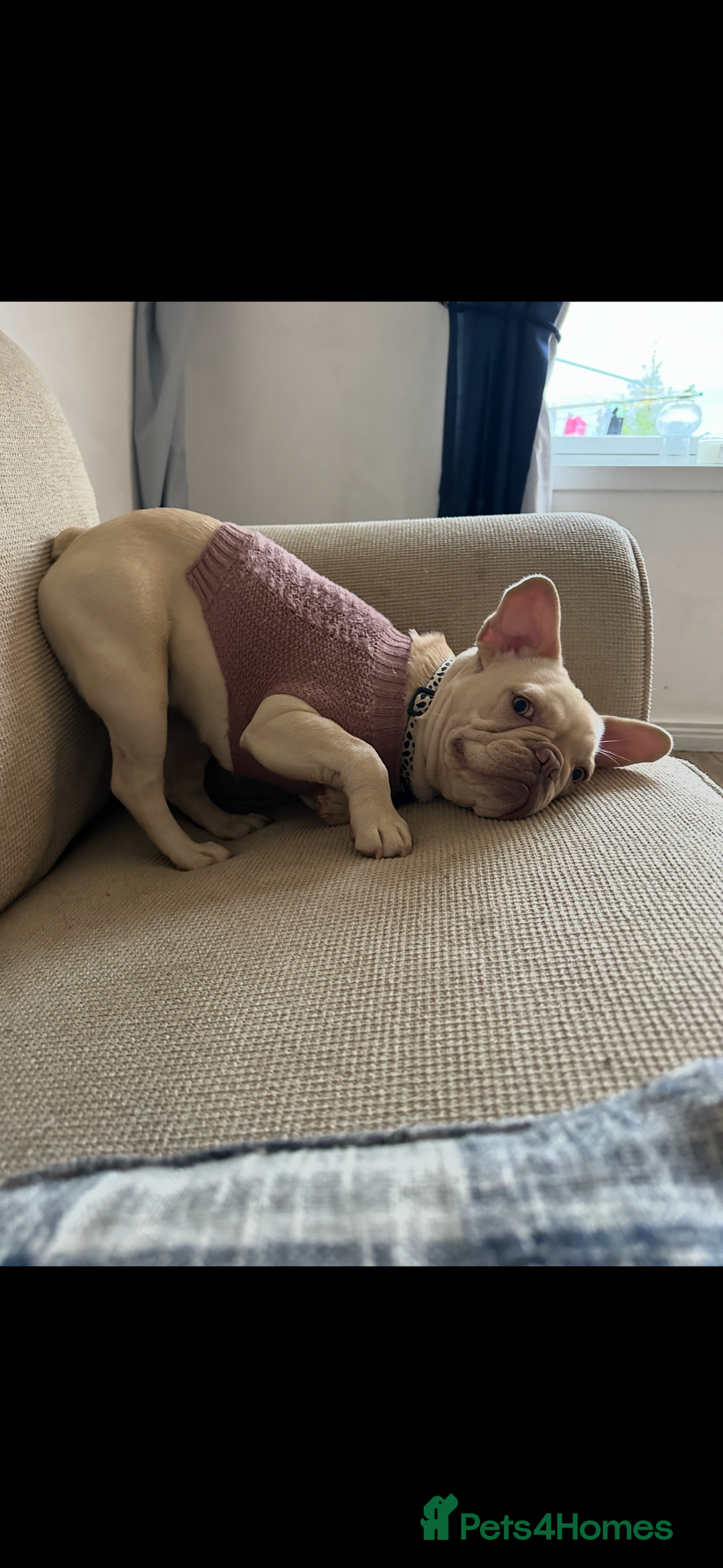 French Bulldog dogs for sale: DWKC French bulldog puppies - Advert 5