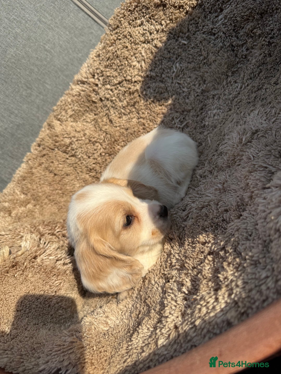 Cocker Spaniel dogs for sale: ⭐️READY TO LEAVE NOW - COCKER SPANIELS ⭐️ - Image 3