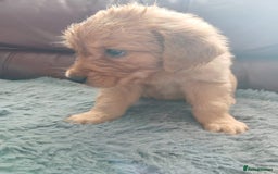 Golden Retriever dogs for sale: 🐾 Golden Retriever Puppies – Ready Soon! 🐾 - Image 31