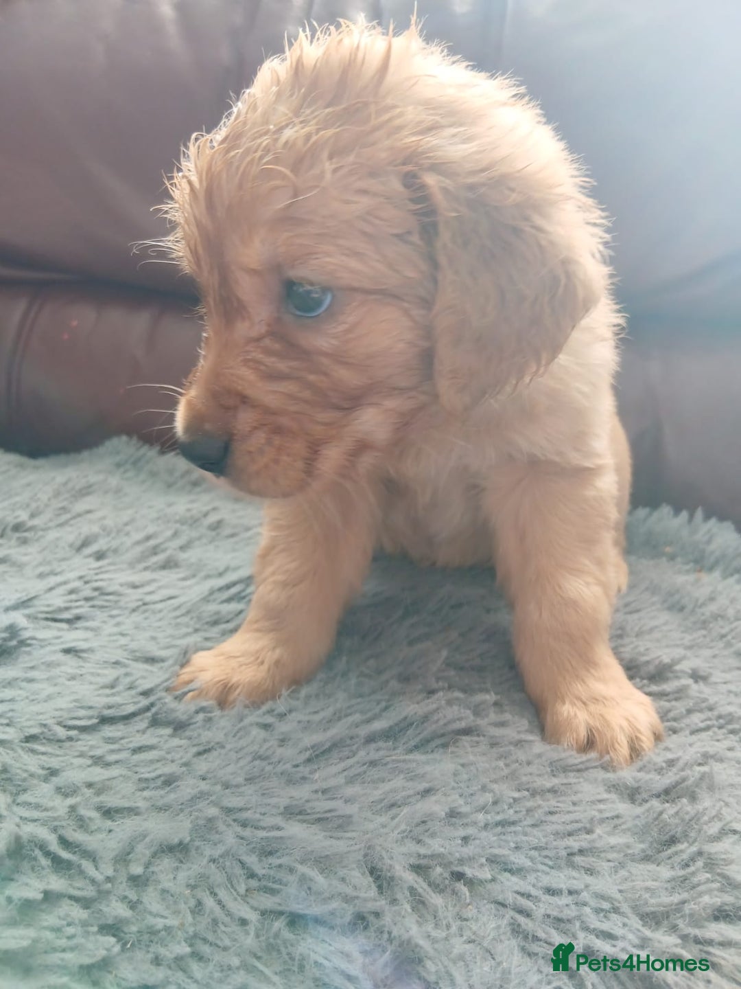 Golden Retriever dogs for sale: 🐾 Golden Retriever Puppies – Ready Soon! 🐾 - Image 31