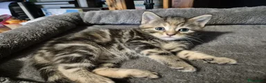 Nala