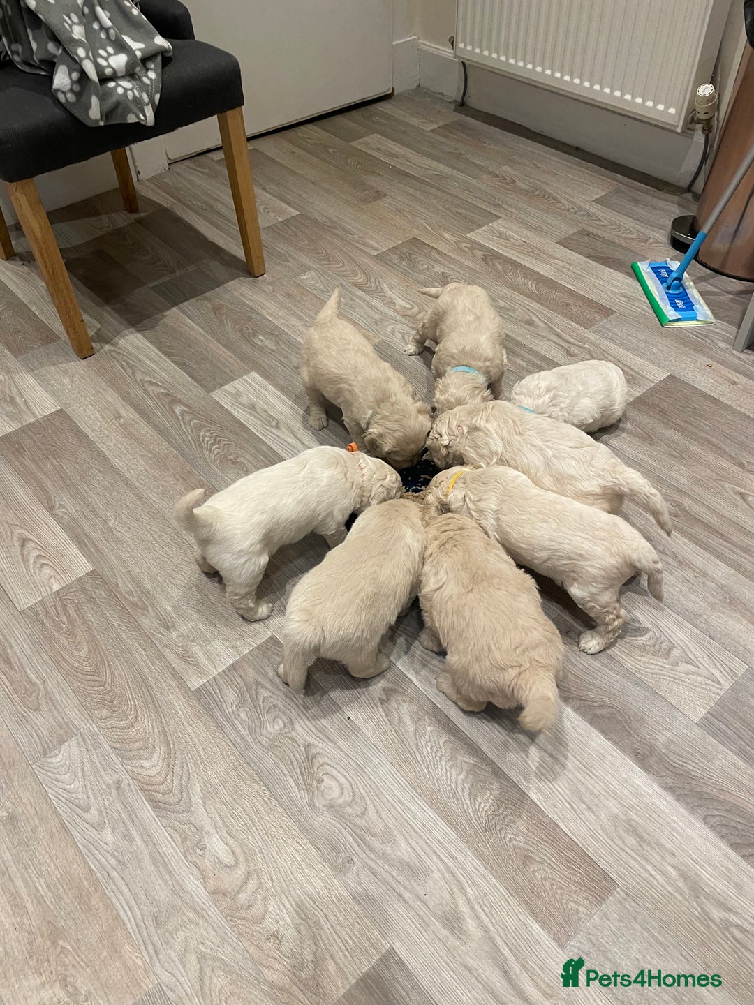 Goldendoodle dogs for sale: Golden doodle puppies  - Advert 6