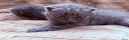 British Shorthair cats for sale: British shorthair kittens  in Trowbridge - Advert 9