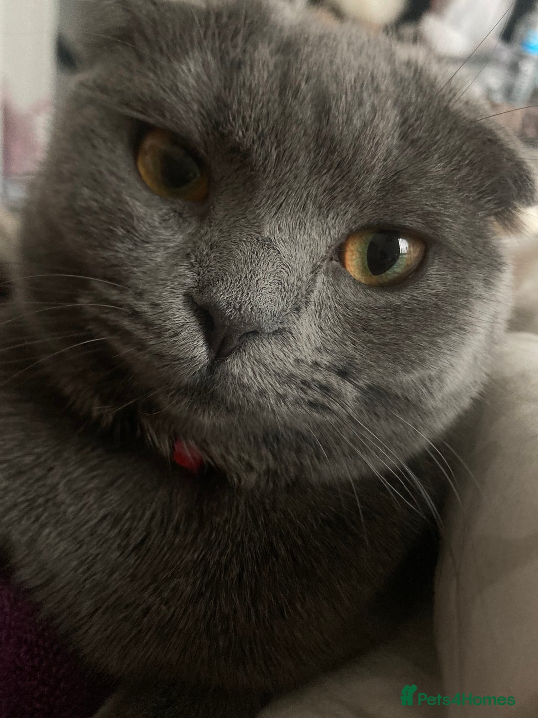 Scottish Fold cats for sale: Scottish fold cat - Advert 2